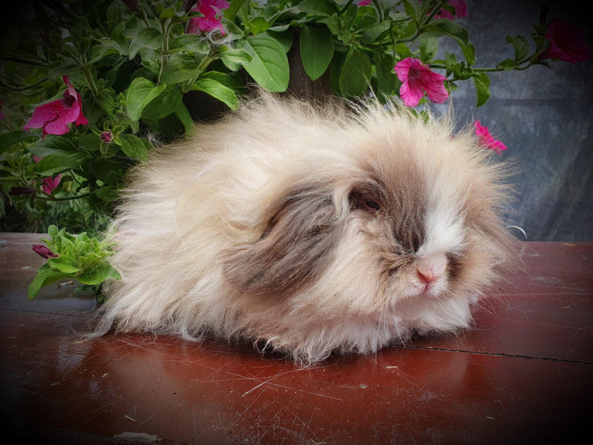 Teddy widder voedsters - TeddyPallace